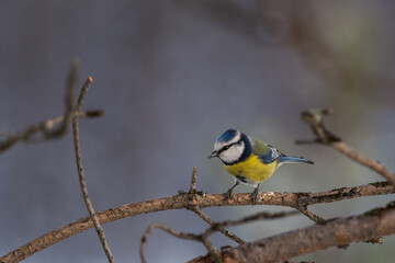 Naklejka premium Eurasian blue tit eating