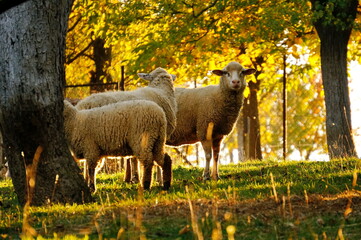 Autumn picture of sheep standing between the trees at sunset