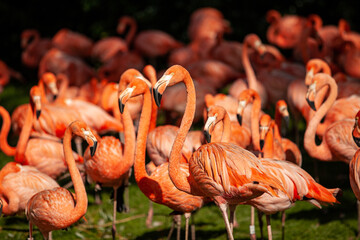 Group of pink flamingos on a green meadow