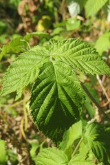 Green raspberry leaves in the garden, closeup