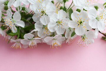 postcard layout. spring time. blossoming cherry branch and space for text. congratulation. invitation