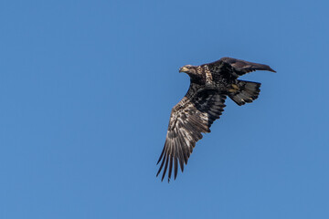 Eagle in flight against blue sky background