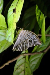 Obraz premium moth on leaf