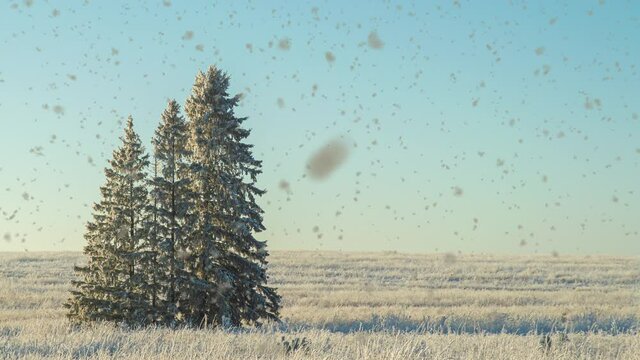 Winter landscape in a field with three snow-covered fir trees, beautiful snowfall, sunny weather. Cinemagraf , video loop
