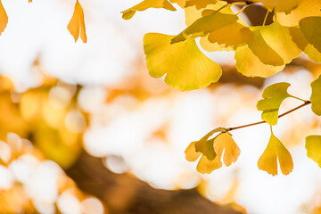 綺麗に紅葉したイチョウ