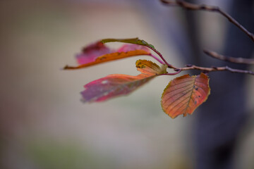 冬の訪れを感じる紅葉した葉