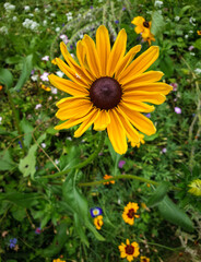 Close up of a Yellow Rudbeckia in a South France field