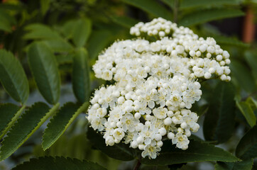 White elderberry flowers at a bush with green leaves. Blur.