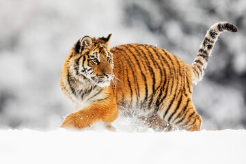 male Siberian tiger (Panthera tigris tigris) running through the snow with his head turned