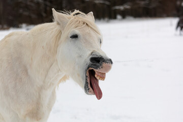 Obraz na płótnie Canvas male white horse looks like he's laughing