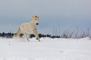 male white horse gallops through the snowy landscape