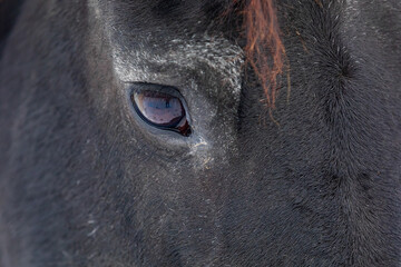 female Friesian horse close-up eye detail