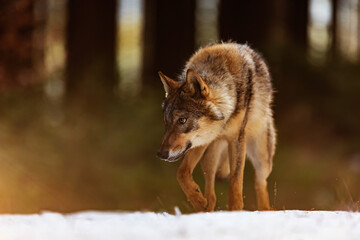 male gray wolf (Canis lupus) goes with his head low over the snow in the forest