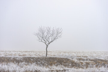 Winter landscape in kakheti