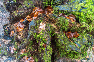 Forest floor texture