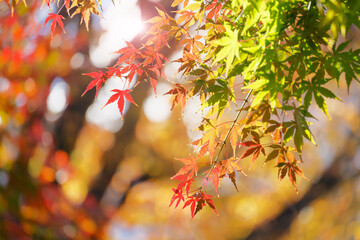 太陽の光を浴びる紅葉した葉