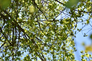 Green leaves against blue sky