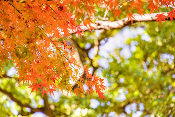 太陽の光を浴びる紅葉した葉