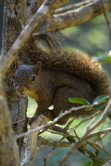 Squirrel - Esquilo