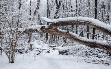 Winter forest in snow in Michigan. Lillian Anderson Arboretum in Kalamazoo.