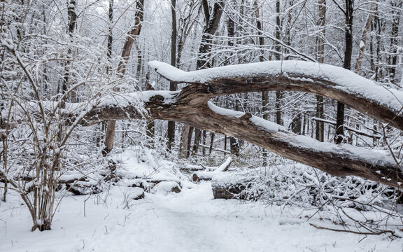 Winter forest in snow in Michigan. Lillian Anderson Arboretum in Kalamazoo.