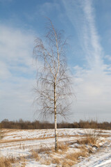 A young lonely birch tree in winter against the background of a snowy field, forest and blue sky with small clouds. Sunny wintertime day