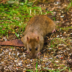 Ratte auf Futtersuche im Garten