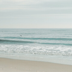 The seagull is flying over the ocean.  Soft wave of the Ocean on the sandy beach. Rockaway Beach, New York. 