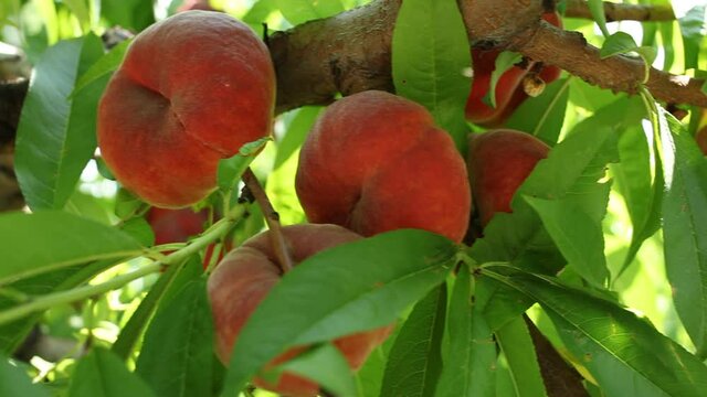 Juicy ripe doughnut peaches growing on branch of tree in sunny garden
