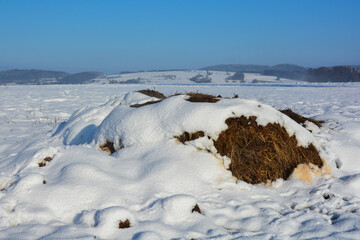 Dung heap with snow in nature