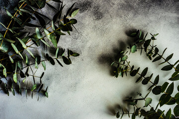 Eucalyptus leaves on stone background