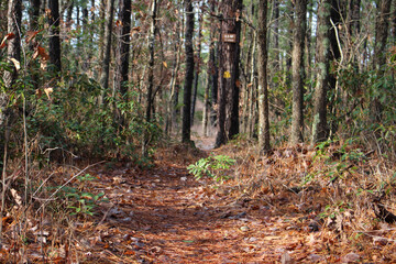 forest in autumn