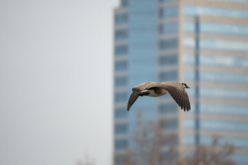 Goose flying in Sacramento