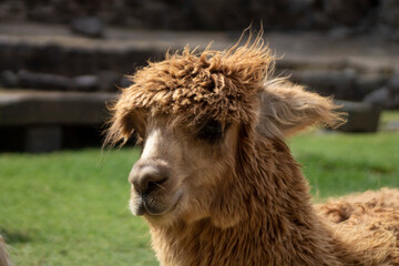 llama in the grass, PERU OLLANTAYTAMBO