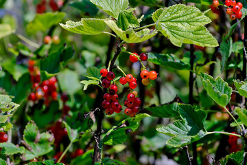 Red fruits of the Redcurrant, red currant, garnet berry . Ribes rubrum - in summer