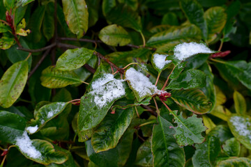 Closeup of Taiwanese photinia leaves in snow, England