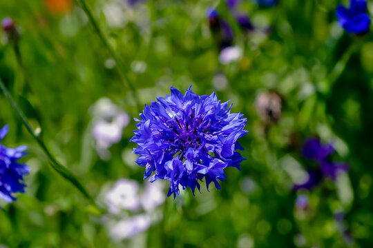 Blue flower of cornflower, hurtsickle, boutonniere flower, cyani flower or bachelor's button -  Cyanus segetum, Centaurea cyanus - in summer