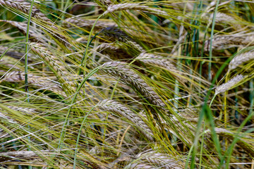 Seeds / fruits of winter barley - Hordeum vulgare - in late summer