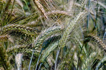 Grain cross of wheat and rye, Triticale, X Triticale, X Triticosecale - Triticum aestivum x Secale cereale - Bavaria, Germany, Europe
