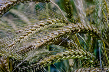 Grain cross of wheat and rye, Triticale, X Triticale, X Triticosecale - Triticum aestivum x Secale cereale - Bavaria, Germany, Europe