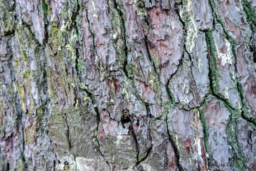 Old Wood Tree Texture Background Pattern.