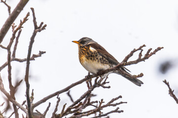 Juniper thrush on a branch in winter with light snowfall