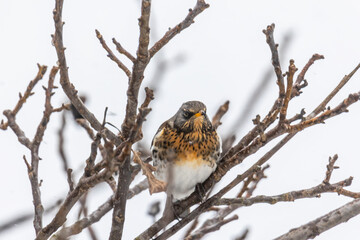 Juniper thrush on a branch in winter with light snowfall