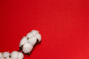 mockup for text on red background with cotton branch