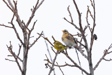 Greenfinch sits on a branch in the background is out of focus juniper thrush