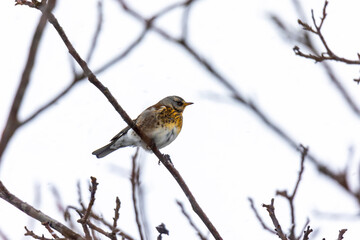 Juniper thrush on a branch in winter with light snowfall