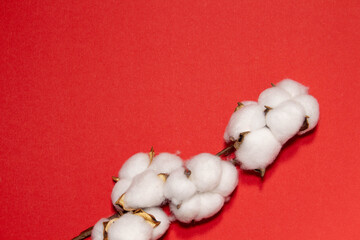 mockup for text on red background with cotton branch