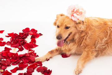 Cute purebred dog golden retievir with orange hair, a flower on his head, gracefully posing, on a white background with red rose petals.Dog with flower. Spring holidays valentine's day,women's day