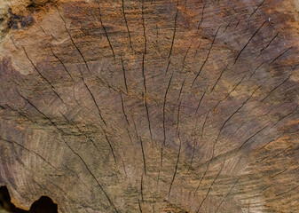 Natural background of cracked wood texture, Chunks of cracked old wood block