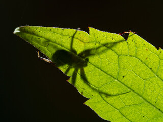 P1010126 male orbweaver spider lurking behind a green leaf Boundary Bay saltmarsh cECP 2020